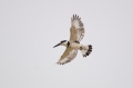 Bonte IJsvogel 2